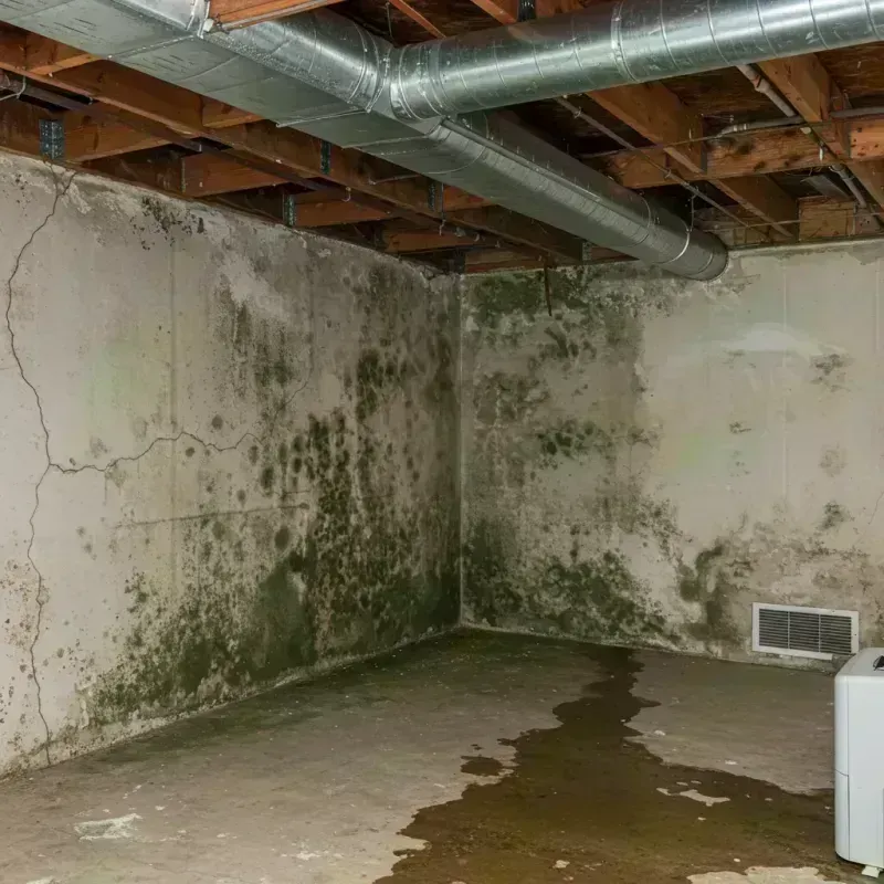 Professional Mold Removal in Cudahy, WI